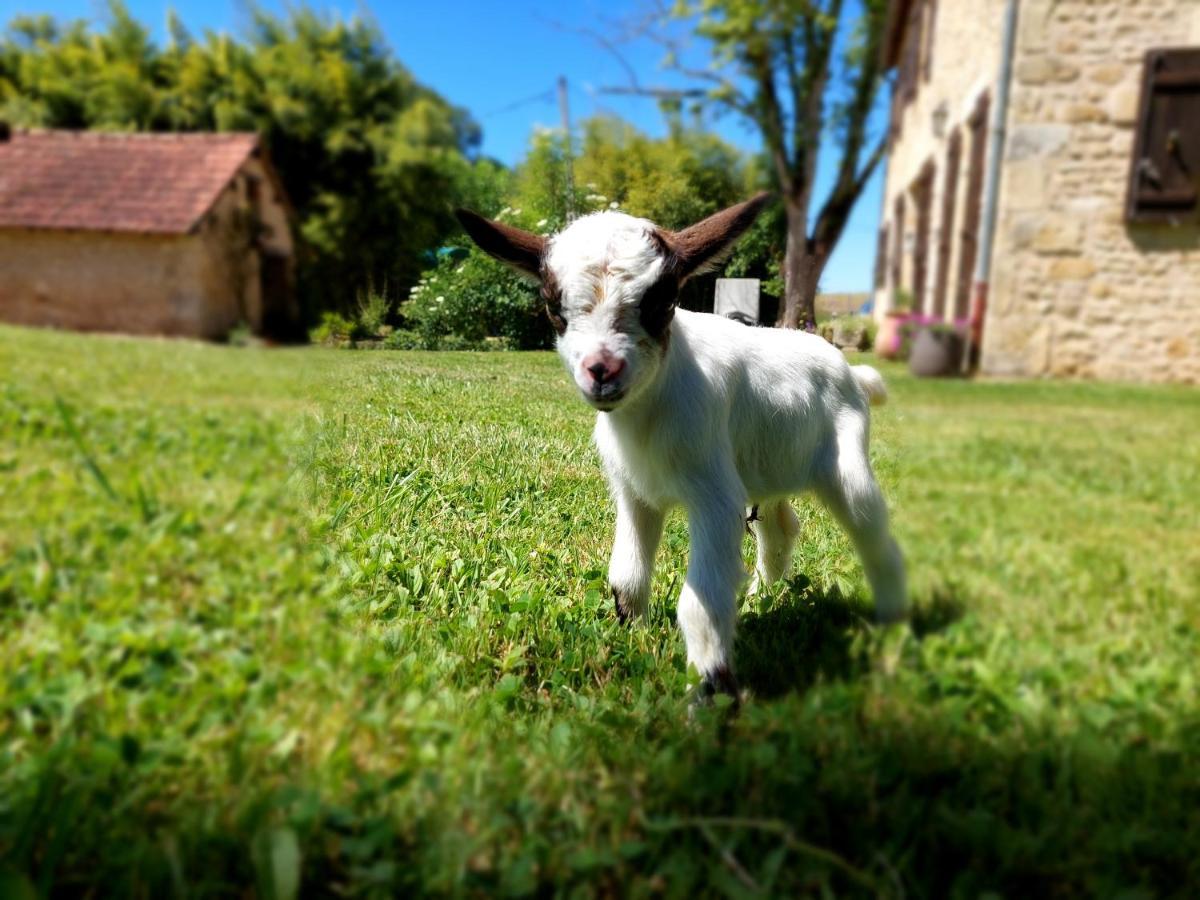 Bed & Breakfast Ferme Des Petites Oreilles 4 Etoiles *