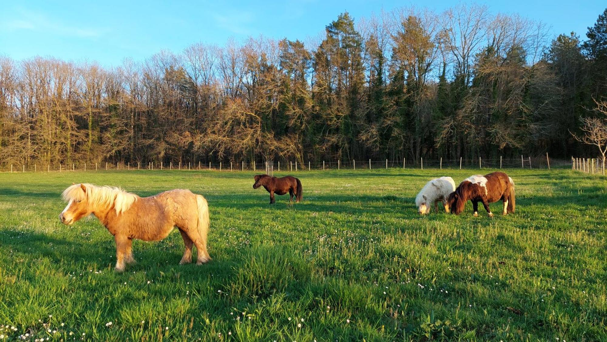 Ferme Des Petites Oreilles 4 Etoiles Bed & Breakfast *